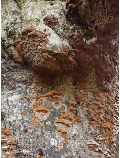 On a moribund beech adjacent to various other fungus species in the New Forest, UK.